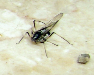 Afidi alati e non